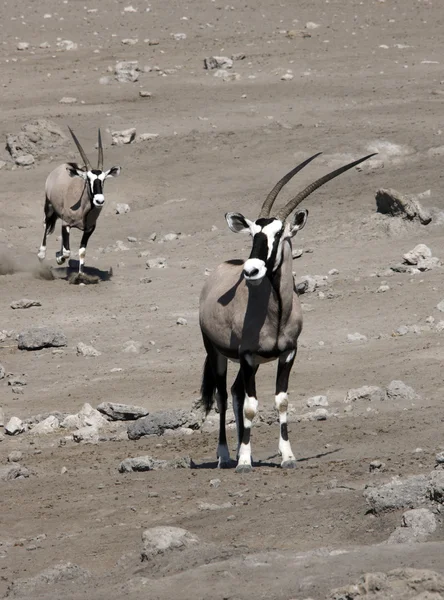 Přímorožec (Oryx gazella) - Namibie — Stock fotografie