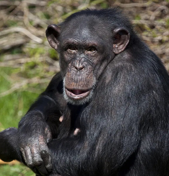 Χιμπατζής - Ζάμπια — Φωτογραφία Αρχείου