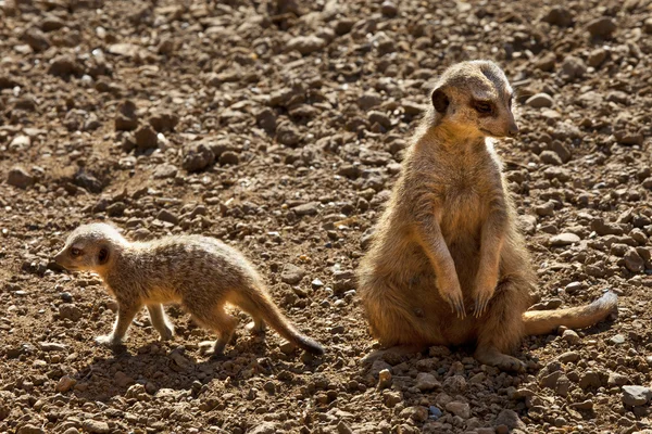 Meerkat - Ботсвани — стокове фото