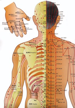Alternative Medicine - Acupuncture Chart clipart