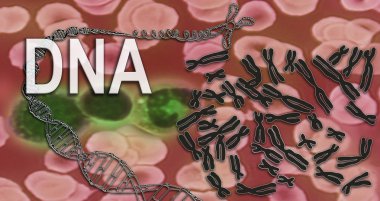 DNA - kromozom - kan