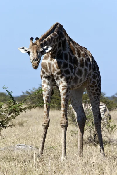 기린 (Giraffa 기린자리) 보츠와나 — 스톡 사진