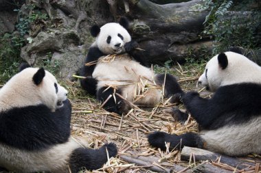 dev panda - chengdu - Çin