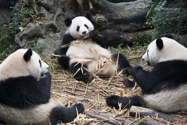 Гигантская панда - Чэнду - Китай — стоковое фото