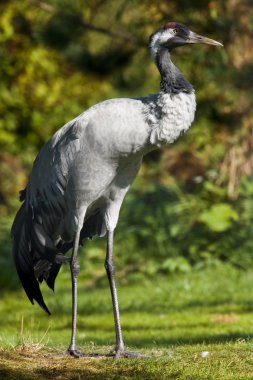 Bayağı turna (Grus Grus)