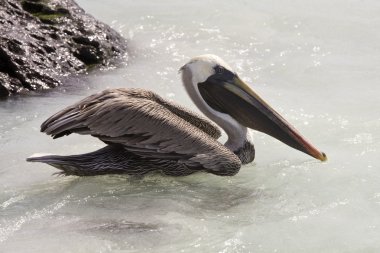 kahverengi Pelikan - galapagos Adaları