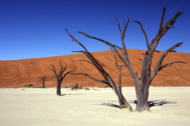 ölü vlei - sossusvlei - namib Çölü - Namibya