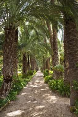 Bahçe - elche - İspanya palmiye
