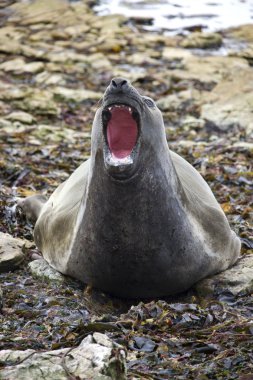 Southern Elephant Seal - Falkland Islands clipart