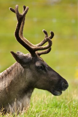Tundra Raindeer - (Rangifer tarandus) - Kanada
