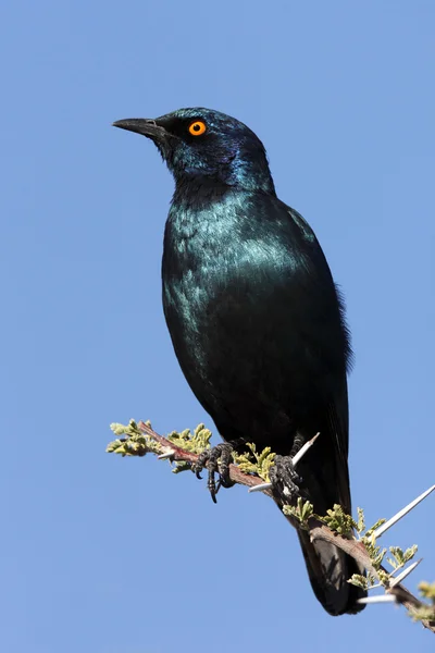 Cape Glossy Starling - Etosha National Park - Namibia — Stock Photo, Image