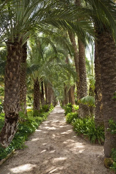 Bahçe - elche - İspanya palmiye