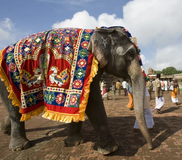 寺大象-坦贾武尔-印度 — 图库照片