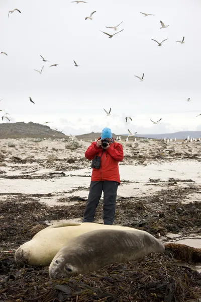 Tourist photographing seals - Falkland islands — Stock Photo, Image