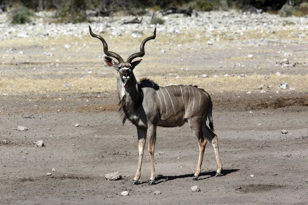 Samec Kudu (Tragelaphus strepsiceros) Namibie — Stock fotografie