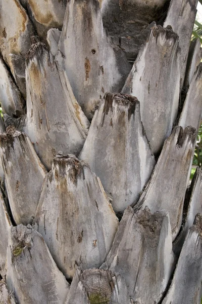 Palmera - Textura — Foto de Stock