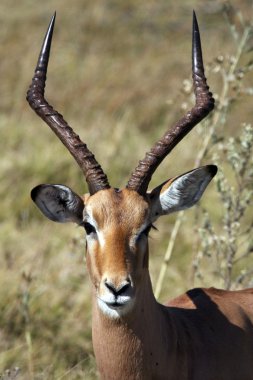 Male Impala - Botswana clipart