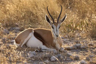 Springbok - etkin ulusal park - Namibya