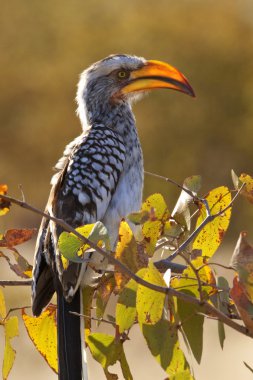 yellowbilled Kartallar - khwai Nehri - Botsvana