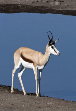 Springbok antilop - etkin - Namibya