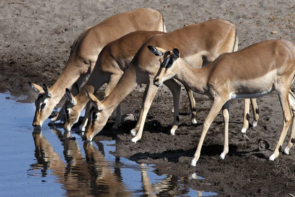 Skupina ženských impala - Namibie — Stock fotografie