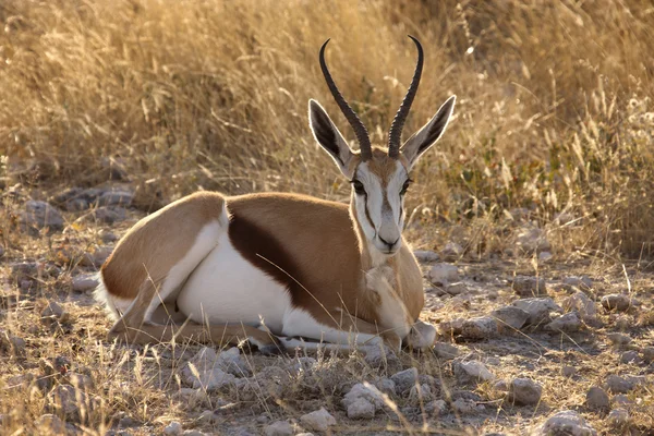 Springbok - etkin ulusal park - Namibya — Stok fotoğraf