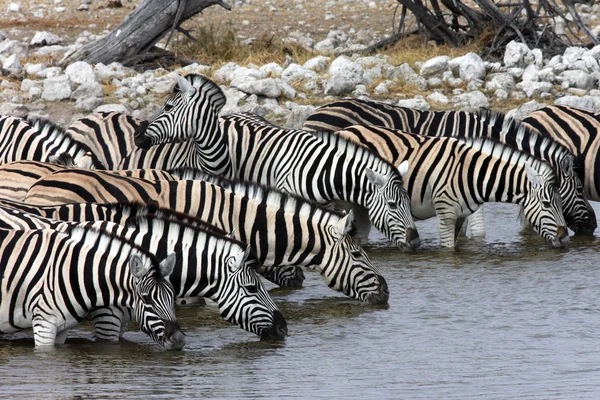 Zebra Drinking - Etosha - Namibia — Stock Photo, Image