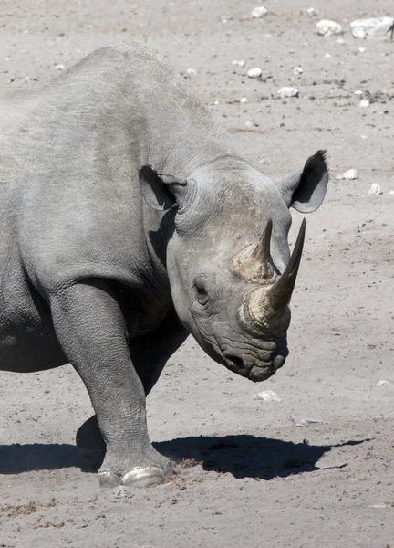 Czarny nosorożec - etosha - namibia — Zdjęcie stockowe