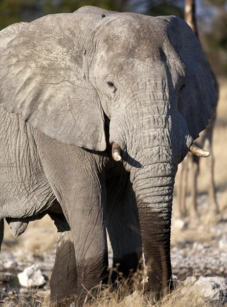 Elefanten (Loxodonta africana) Namibia — Stockfoto