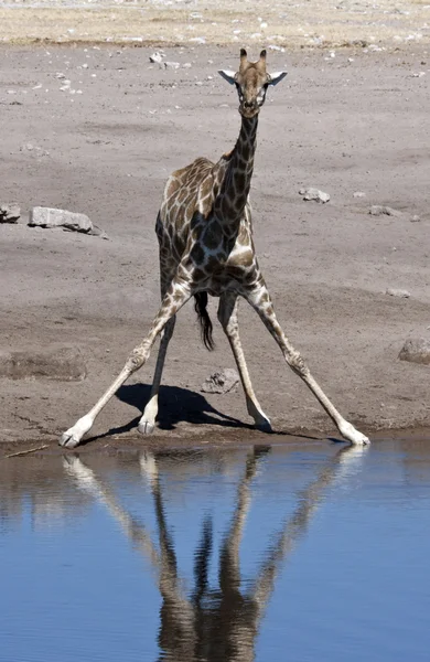 Żyrafa - etosha national park - namibia — Zdjęcie stockowe