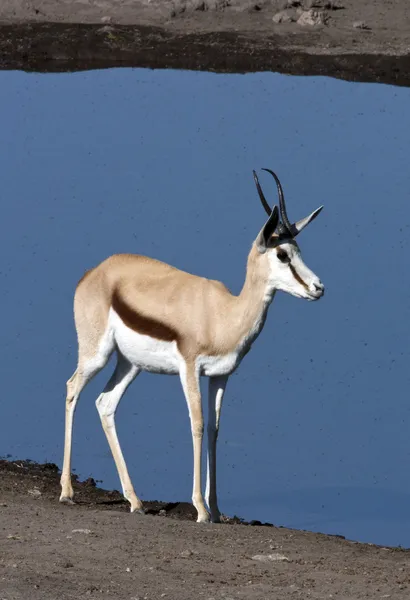 Antilopa skákavá antilopy - etosha - Namibie — Stock fotografie