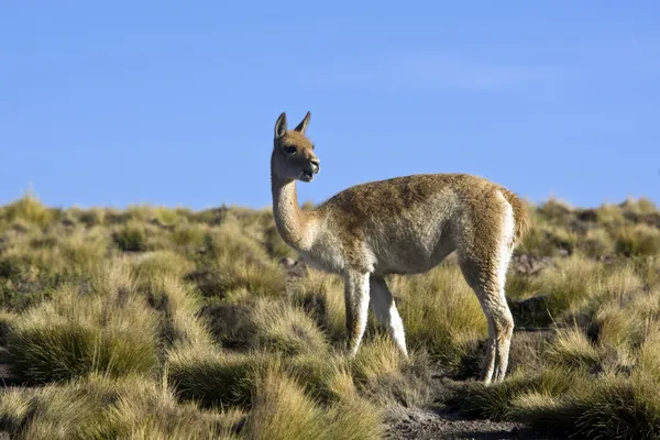 Vicuña - atacama woestijn - Chili — Stockfoto