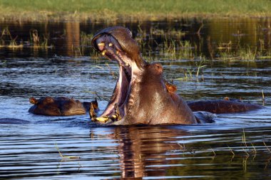 su aygırı chobe nehir - Botsvana