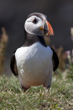 Martı (fratercula arctica)