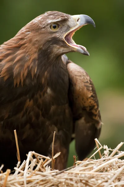 Águila real —  Fotos de Stock