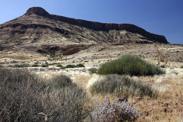 Damaraland - Namibie — Stock fotografie