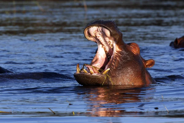 Hipopotam w rzece chobe - botswana — Zdjęcie stockowe