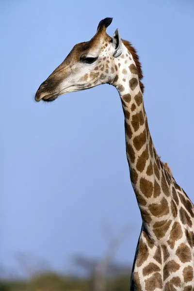 Giraffe (Giraffa camelopardlis) Botswana — Stock Photo, Image