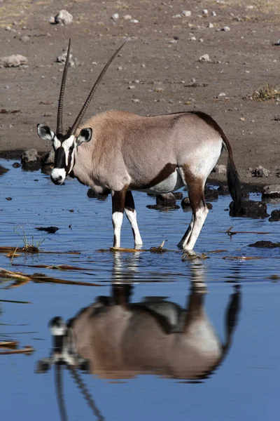 大羚羊在水坑-埃托沙-纳米比亚 — 图库照片