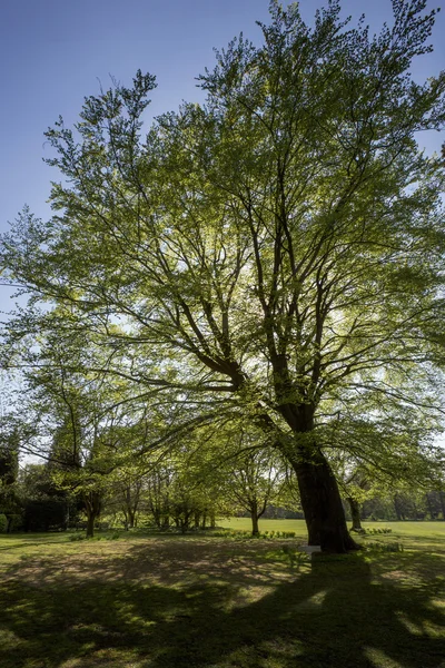 Beech träd - parkland - england — Stockfoto