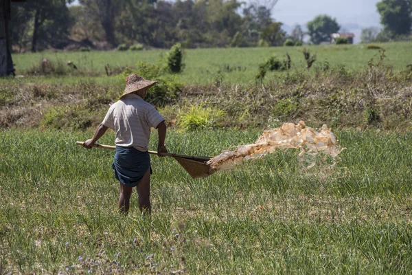 Birman tarım - myanmar — Stok fotoğraf