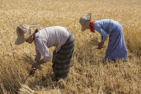 Harvesting - Burmese Agriculture - Myanmar — Stock Photo, Image