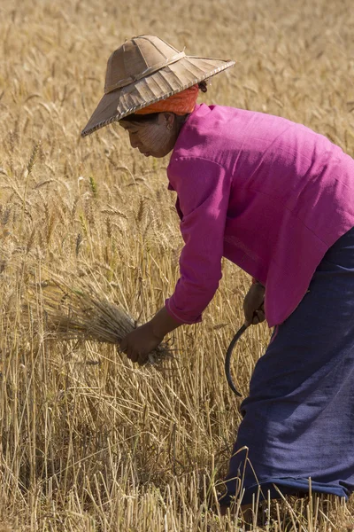 Harvesting - Burmese Agriculture - Myanmar — Stock Photo, Image