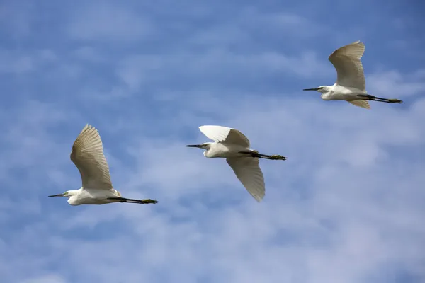 Catle hägrar i flyg — Stockfoto