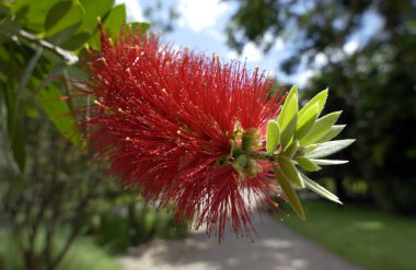 bottlebrush - Avustralya