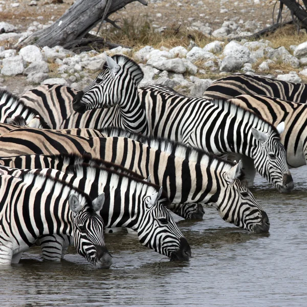 Zebra Drinking - Namibia — Stock Photo, Image