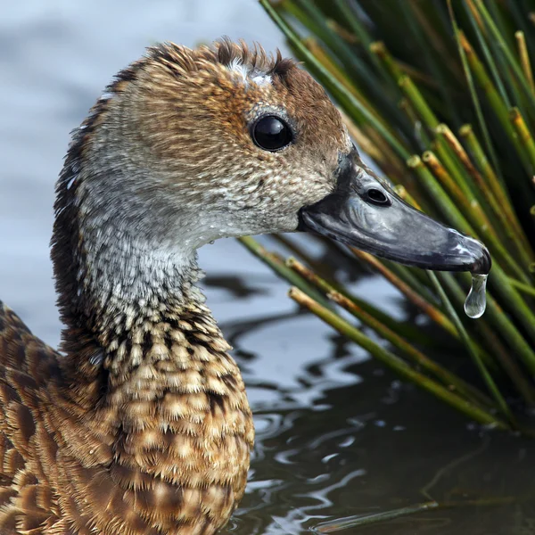 Kvinnliga mindre visslande anka — Stockfoto