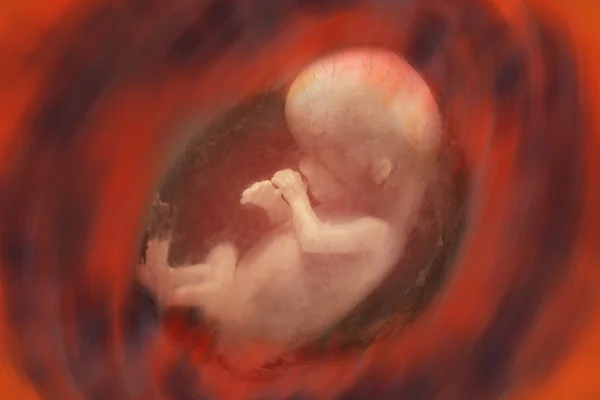 Human Fetus — Stock Photo, Image