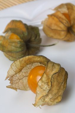 Physalis