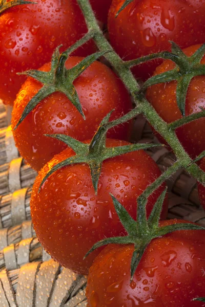 Tomaten — Stockfoto